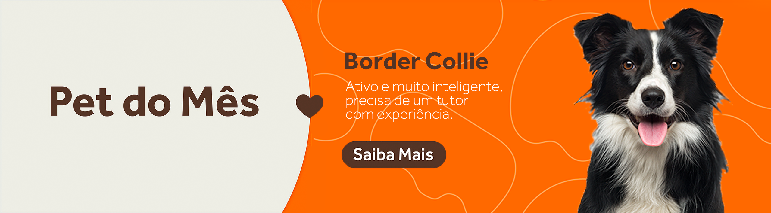 Banner | Pet do mês MAR/23 – Border Collie (HOME)